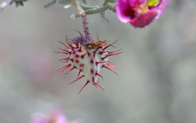 Krameria erecta, Littleleaf Ratany, Southwest Desert Flora